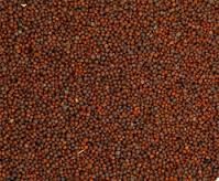 Red and white Sorghum