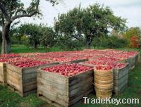 Fresh Apples for sale