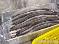 Sell  Frozen Pangasius Fillet and Conger Eel Fish