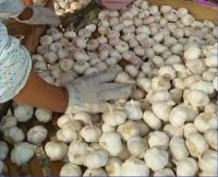 Pure-White/Normal White/Red Garlic 1. Garlic Origin: Pizhou, Jiangsu Province, P.R.China