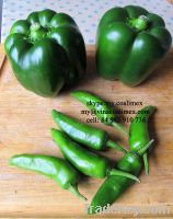 Sell Green Chilli