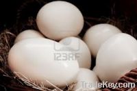 OSTRICH EGGS