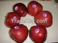 TOP RED GALA APPLES