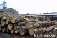 Sell White Oak logs