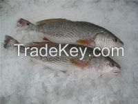 Frozen Farm Raised Red Drum (Sciaenops ocellatus) Fillet / Whole Round