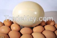 OSTRICH EGGS