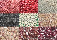 Beans Product