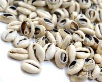 Super quality Natural cowries of high grade