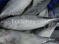 Frozen Bonito Tuna