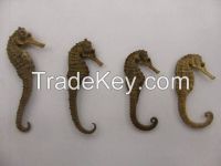 Sea Horse Dried