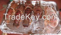 Live and Frozen Lobsters for sale