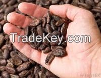 Cocoa Beans - All Varieties - Ships From West Africa - Bulk Cocoa Beans For Sale