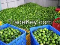 High quality fresh seedless lime lemon