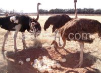 Ostrich Chicks And Eggs