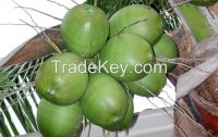 FRESH COCONUTS FOR SALE
