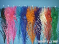 Sell ostrich and peacock feathers for sale