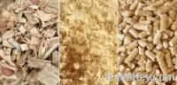 Sell quality wood pellet chip
