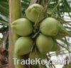 Sell 100% natural fresh young Belgium coconut water, Fat-Free,