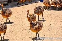 Ostrich chick & Hatching eggs