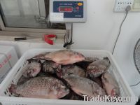 Sell frozen black tilapia(oreochromis niloticus) skype no.:ok_nicole01