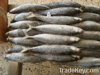 Sell frozen horse mackerel