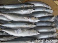 Sell Cheap and best of Frozen Pacific Mackerel skype:ok_nicole01