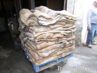 Sell raw wet salted cow hides