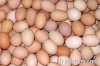 Sell Fresh Brown and WhiteTable Eggs