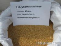 yellow millet