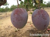 Sell  Mango fresh fruit