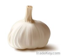 Sell normal white garlic