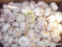 Sell Chinese fresh garlic
