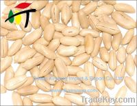 Sell fried  peanut
