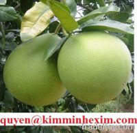 Sell Pomelo Fruit Vietnam