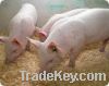 Sell sweet potato meal pig feed