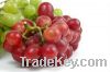 Sell  High Quality Fresh Seedless Grapes