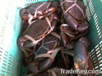 Live mud crabs direct from the fish pond...BEST QUALITY!