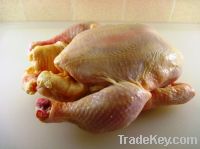 Sell HALAL Frozen Whole Chicken (without giblets, without necks)