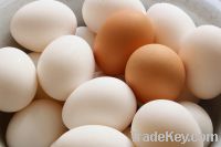 Sell Farm Fresh White and Brown Chicken Table Eggs