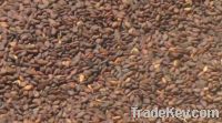 Sesame seeds and Sesame Oil available from Bangladesh