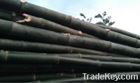 Sell bamboo materials