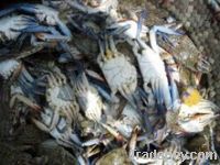 Sell Live Mud Crab and grouper fish(cod)