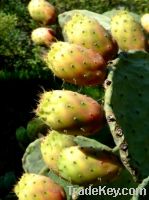 Sell Prickly pear oil