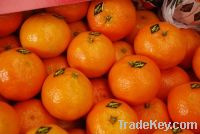 SELL MOROCCO Fresh Citrus Fruit ( ORANGES - CLEMENTINE )