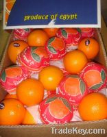 SELL EGYPT FRESH ORANGES