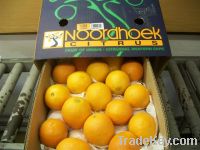 SELL SOUTH AFRICA FRESH ORANGES - LEMON