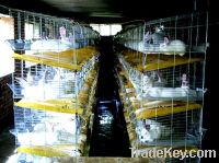 rabbit cage factory