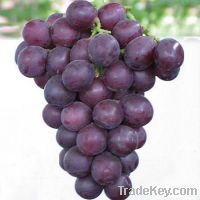 Sell Grape Skin Extract, Resveratrol