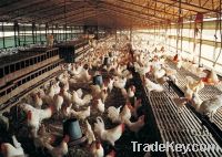 Sell Steel Structure Poultry Shed