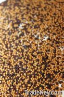 Mustard Seeds